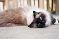 Picture of Ragdoll lying outdoors