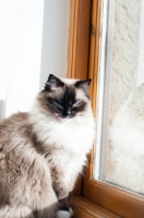 Picture of Ragdoll near window