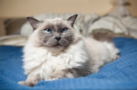Picture of Ragdoll on bed