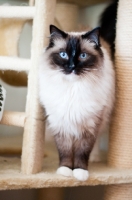 Picture of Ragdoll on cat tree