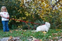 Picture of ragdoll on lead