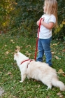 Picture of ragdoll on leash