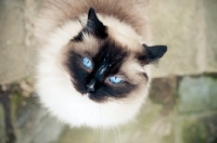 Picture of Ragdoll on pavement