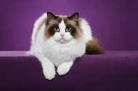 Picture of Ragdoll on purple background