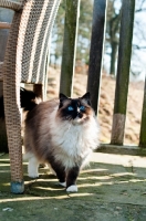 Picture of Ragdoll on terrace
