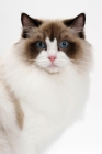 Picture of Ragdoll on white background, Seal Point Bi-Color, portrait