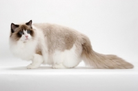 Picture of Ragdoll on white background, Seal Point Bi-Color