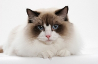 Picture of Ragdoll on white background, Seal Point Bi-Color, looking at camera