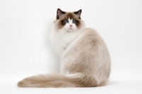 Picture of Ragdoll on white background, Seal Point Bi-Color, back view