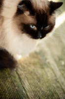 Picture of Ragdoll on wooden floor