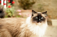 Picture of Ragdoll outdoors