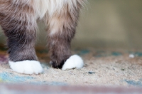 Picture of Ragdoll paws