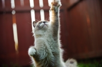 Picture of Ragdoll reaching up