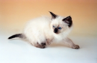 Picture of Ragdoll Seal Colourpoint Kitten