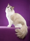 Picture of Ragdoll sitting on purple background