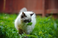 Picture of Ragdoll smelling petal