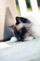 Picture of Ragdoll smelling something