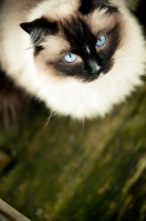 Picture of Ragdoll standing on wooden floor