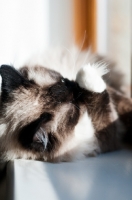 Picture of Ragdoll sunbathing in window sill