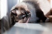 Picture of Ragdoll sunbathing