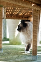 Picture of Ragdoll under chair