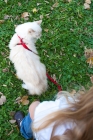 Picture of ragdoll with girl, top view
