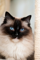 Picture of Ragdoll