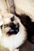 Picture of Ragdoll