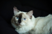 Picture of Ragdoll