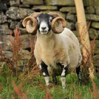 Picture of ram with magnificent horns with wall and grass