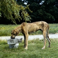 Picture of rangy great dane puppy drinking from stone through