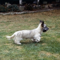 Picture of rangy skye terrier puppy on grass