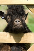 Picture of rare Bagot goat looking through fence
