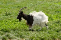 Picture of rare Bagot goat walking on grass