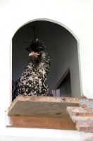 Picture of rare Bearded poland hen (also known as Nederlands Baardkuifhoen or Padua)
