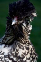 Picture of rare Bearded poland hen (also known as Nederlands Baardkuifhoen or Padua, portrait