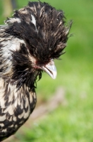 Picture of rare Bearded poland hen (also known as Nederlands Baardkuifhoen or Padua, profile