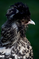 Picture of rare Bearded poland hen (also known as Nederlands Baardkuifhoen or Padua)
