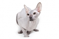 Picture of rare blue Peterbald cat, looking away