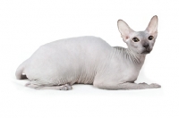 Picture of rare blue Peterbald cat, lying down