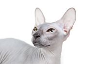 Picture of rare blue Peterbald cat, portrait