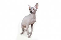 Picture of rare blue Peterbald cat