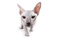 Picture of rare blue Peterbald cat