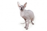 Picture of rare blue Peterbald cat