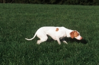 Picture of rare Braque Saint Germain working in field, aka Saint Germain pointer