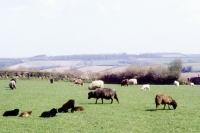 Picture of rare breeds of sheep at ashley farm
