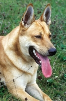 Picture of rare Carolina dog