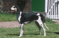 Picture of rare Chien Francais Blanc et Noir, aka French White and Black Hound