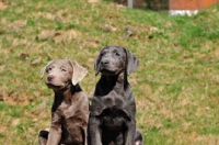 Picture of rare coloured (silver and charcoal) Labrador pups