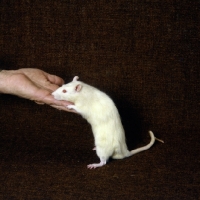 Picture of rat climbing up on hand